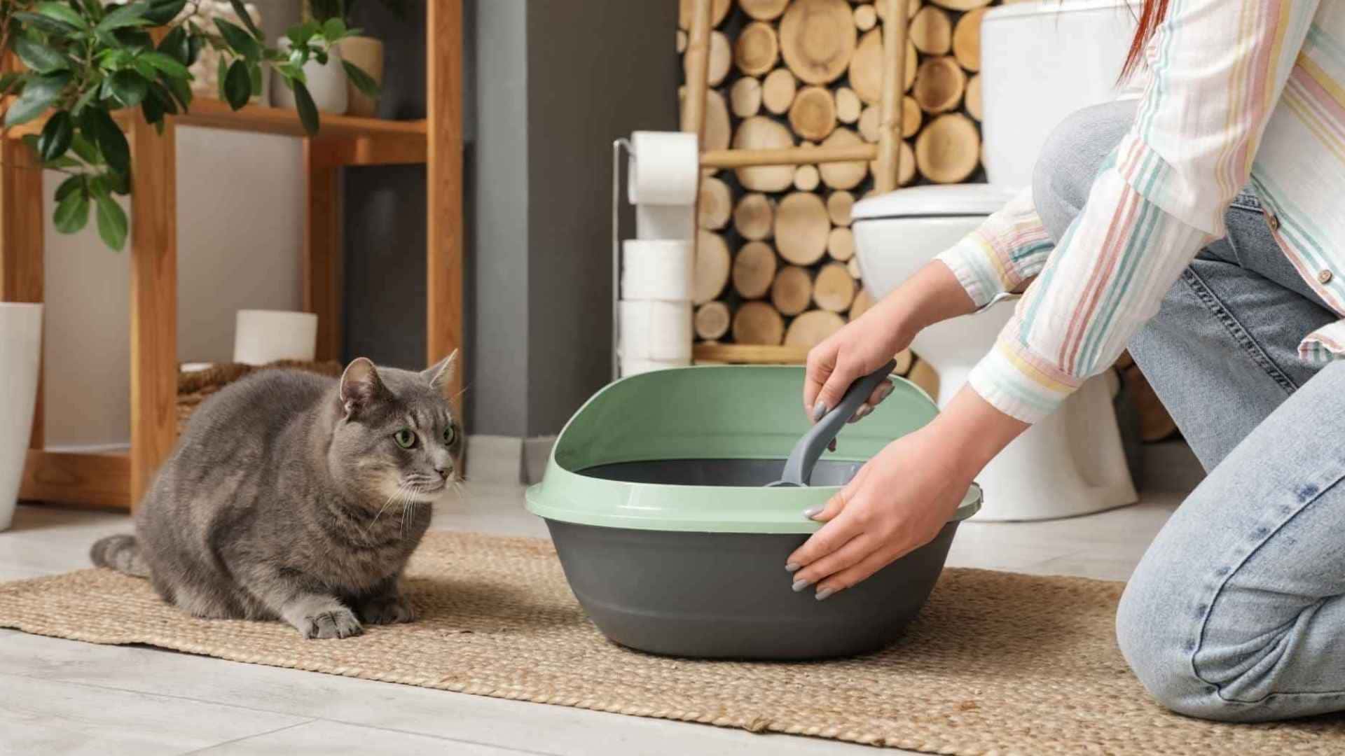 Arena de silice para gatos